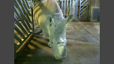 Tom Heap with Otto the Rhino