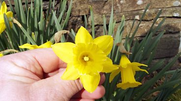The Tenby Daffodil