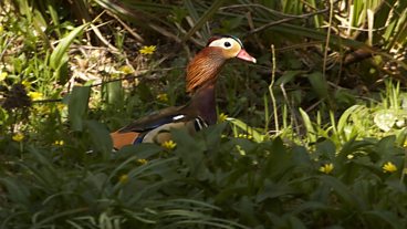 Mandarin Ducks