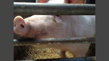 Genetically Modified Animals