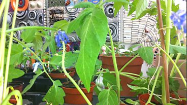 Plant Swap Day