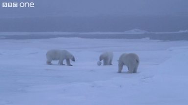 Bears Playing Football