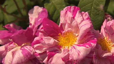 Image for Carol Klein celebrates an ancient rose