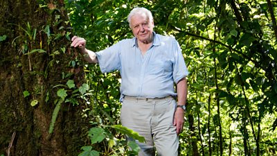 David Attenborough standing in a jungle environment