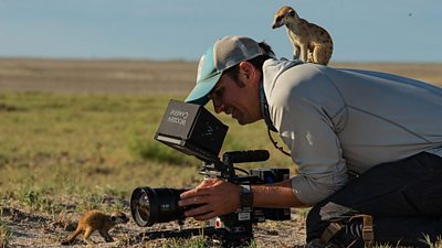 Ģ������Ƶ colleague filming  Meerkats. One is on their back