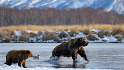 Two bears walking through shallow water