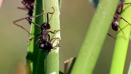 Grass Cutter Ants - Teamwork