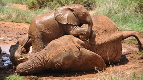 In pictures: An Elephant's Tale