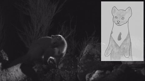 Pine marten identification guide