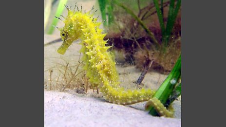 UK Marine Life