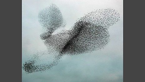 Sue Davies