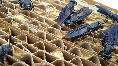 Farming insects