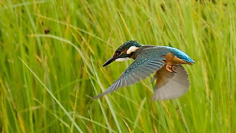 blog-kingfisher.jpeg