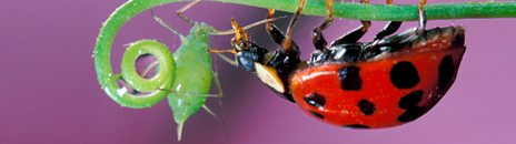 Insect Worlds