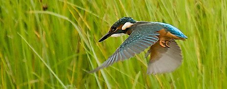 new springwatch blog