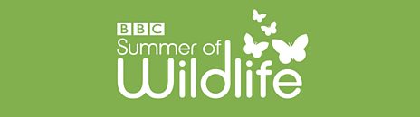 BBC Summer of Wildlife