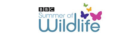 Summer of Wildlife