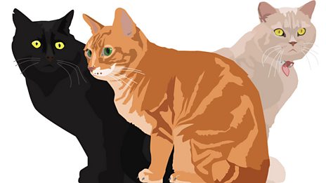 Secret life of the cat
