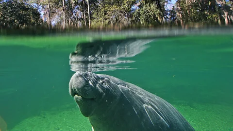 Manatee swimming just beneath the surface of the water (Credit: Getty Images)