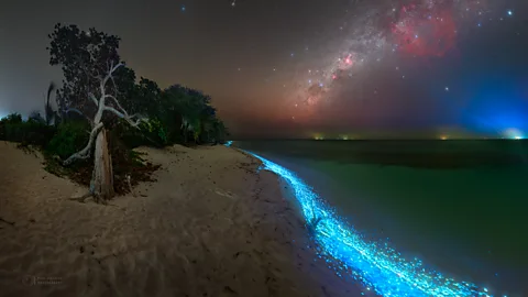 Sea of Stars along beach on Thoddoo island in North Ari Atoll, Maldives