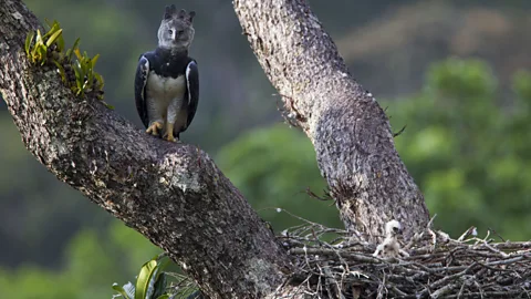Discovery, Discovery, Tooth and Claw: Harpy Eagles