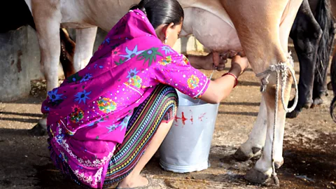CrowdScience, CrowdScience, Will drinking milk help me live longer?