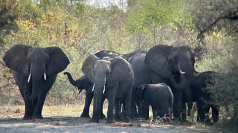 The Documentary Podcast, Elephant politics