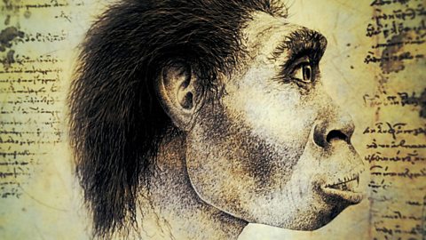 Homo erectus