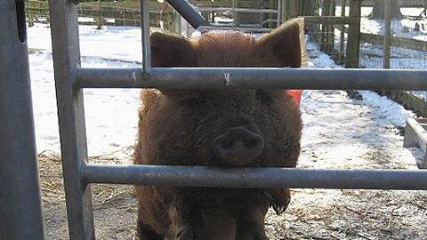 MORE PIGGY PICS...