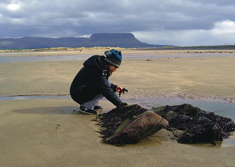  Harvesting Nori in County Sligo 
