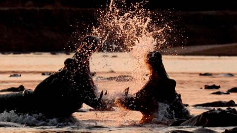 Great Rift hippos