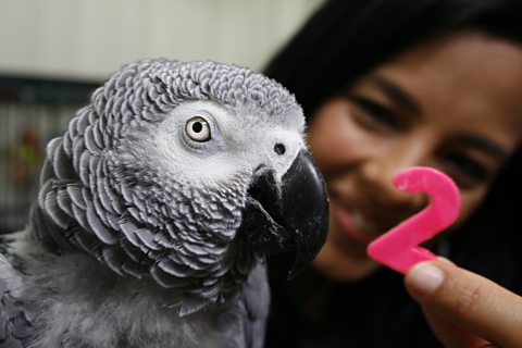Griffin the parrot genius