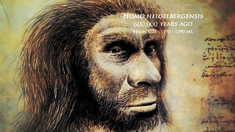 Homo heidelbergensis