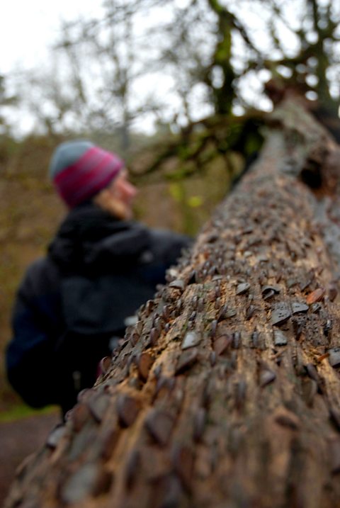 The penny tree