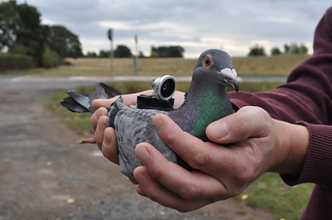 Homing pigeon with POV camera