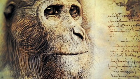 Propliopithecus 