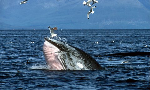 Minke Whale