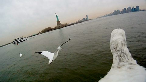 Bird's-eye view of snow geese approaching the Statue of Liberty