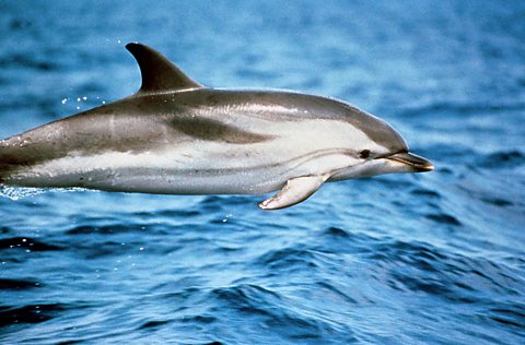Striped Dolphin