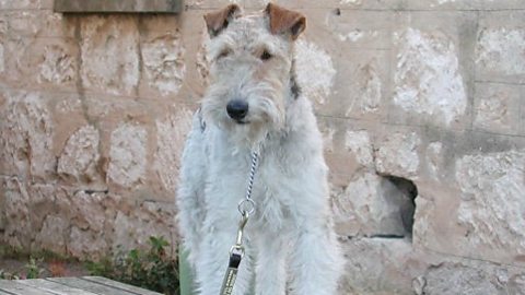 Topic Today - If your dog could speak, what would it say?