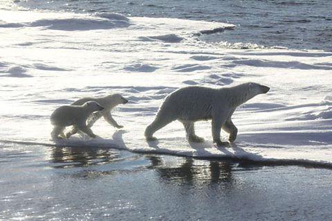 Polar bear mother and her two cubs