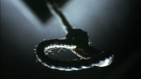 The Hangman's Noose