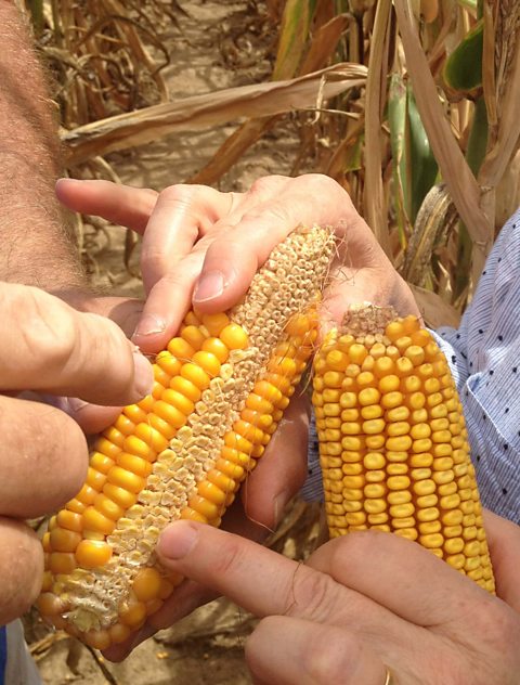 Parched corn in a Missouri field
