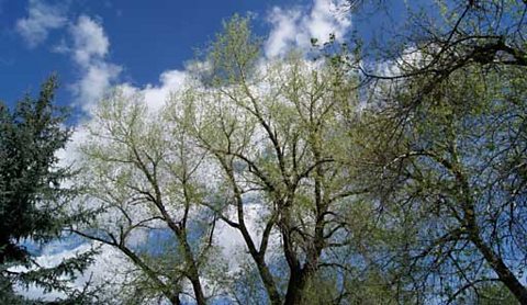 Another culprit - tree pollen