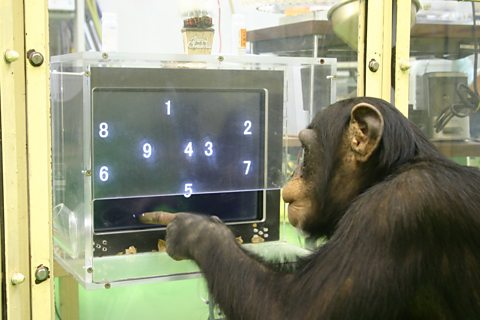 Ayumu the chimp memory champ