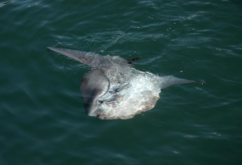 Ocean Sunfish