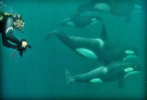 Ingrid Visser swimming with orcas