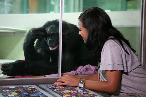 Kanzi one of the world's undisputed ape language superstars
