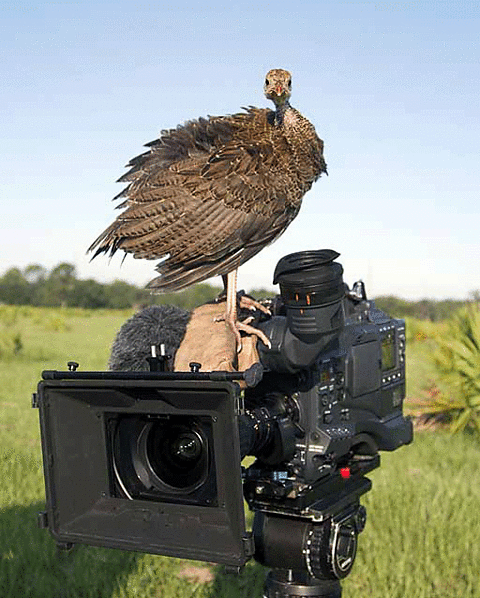 WILD TURKEY STANDING ON CAMERA