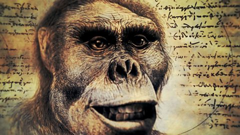Australopithecus afarensis